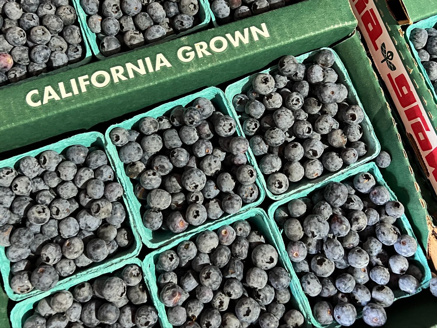 Blueberries -flat