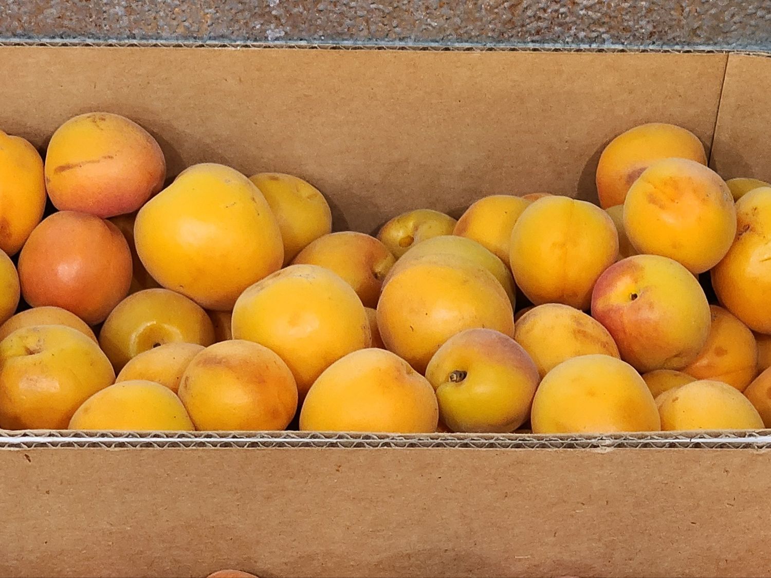 Apricot Box -Utah Local